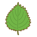 大葉のイラスト