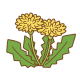 タンポポのフリーイラスト Clip art of dandelion