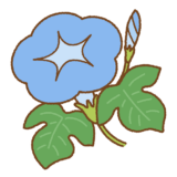 アサガオのイラスト