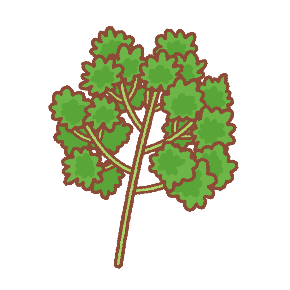 パセリのフリーイラスト
Clip art of parsley
