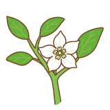 パプリカの花のフリーイラスト Clip art of paprika flower