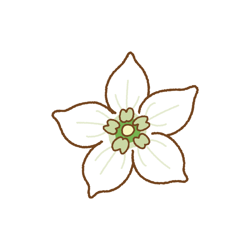パプリカの花のイラスト 商用okの無料イラスト素材サイト ツカッテ