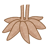 キャッサバのフリーイラスト Clip art of cassava