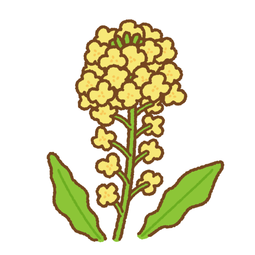 菜の花のフリーイラスト Clip art of canola flower