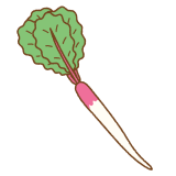 日野菜のフリーイラスト Clip art of hinona turnip
