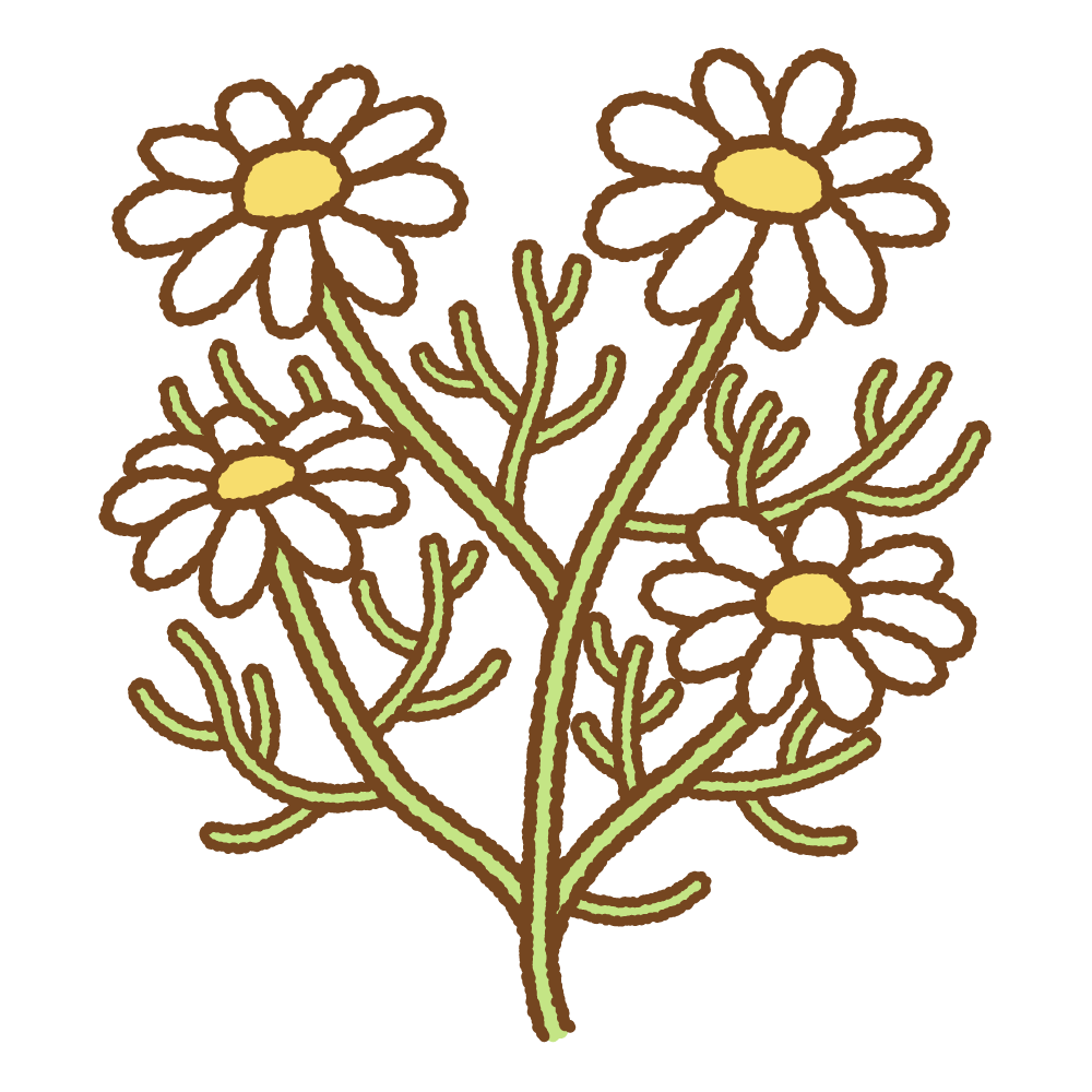 カモミールのフリーイラスト Clip art of chamomile