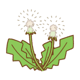 タンポポのフリーイラスト Clip art of dandelion fluff