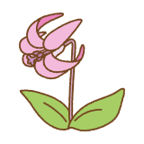 カタクリの花のフリーイラスト Clip art of katakuri flower