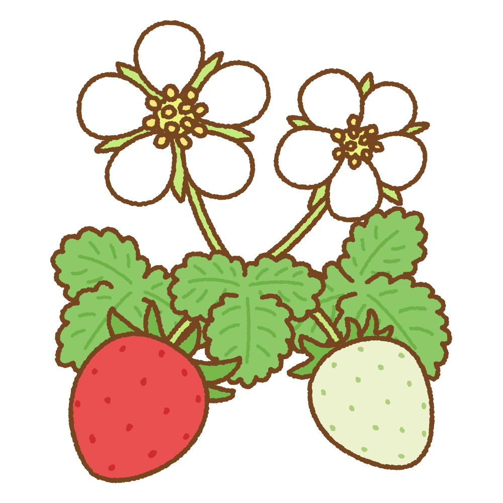 イチゴの花のフリーイラスト Clip art of strawberry flower
