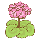 ゼラニウムのフリーイラスト Clip art of pink geranium