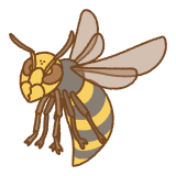 オオスズメバチのフリーイラスト Clip art of asian-giant-hornet