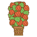 ホオズキの鉢植えのイラスト