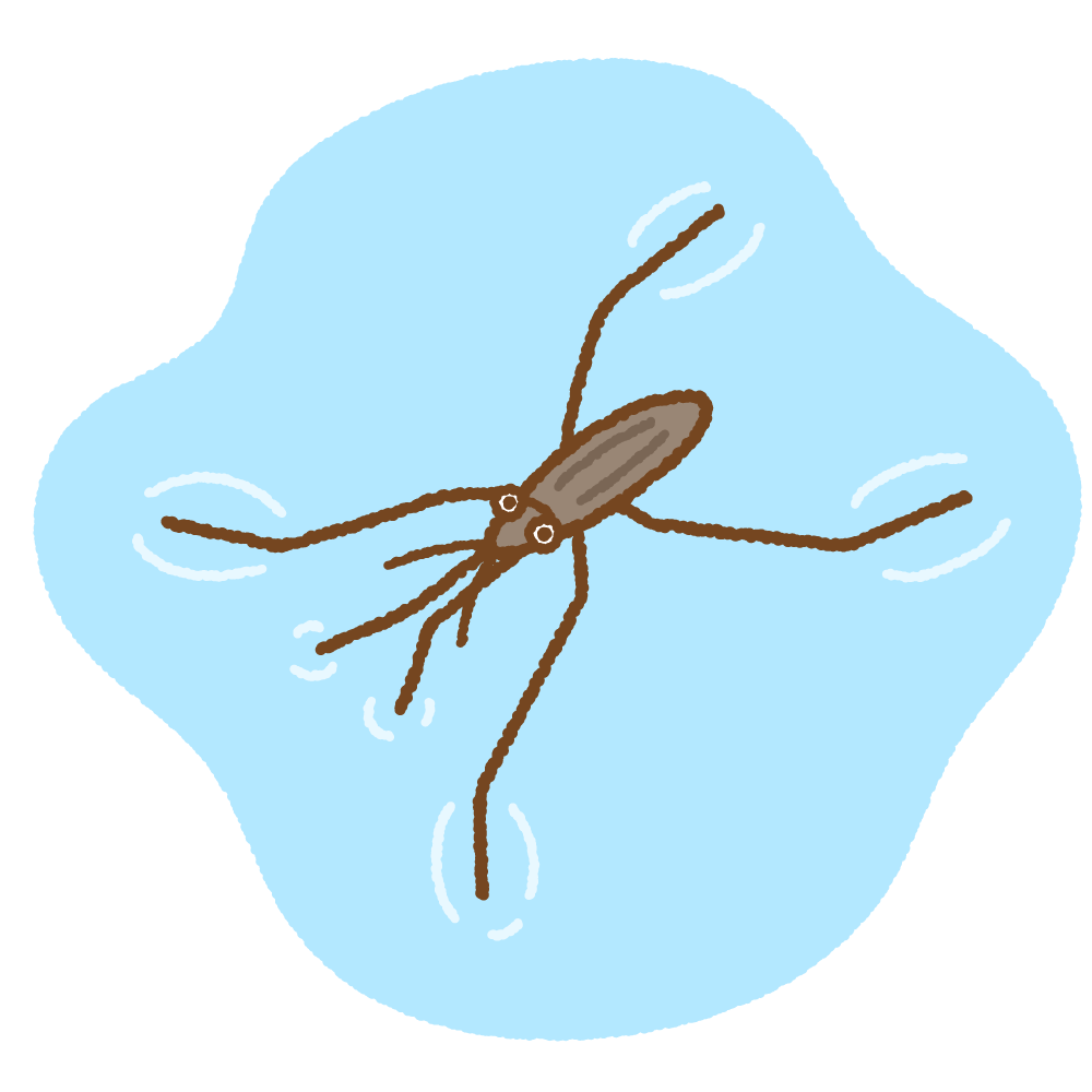アメンボのフリーイラスト Clip art of water strider bug