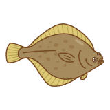 カレイのフリーイラスト Clip art of righteye flounders