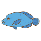 メガネモチノウオュのフリーイラスト Clip art of napoleon-fish