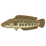 ライギョのフリーイラスト Clip art snakehead-fish