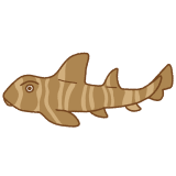 ネコザメのフリーイラスト Clip art of japanese-bullhead-shark