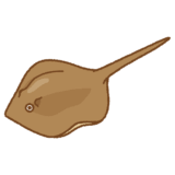エイのイラスト