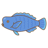 アオブダイのフリーイラスト Clip art of knobsnout-parrotfish