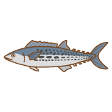 サワラのフリーイラスト Clip art of Japanese-Spanish-mackerel