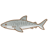 イタチザメのフリーイラスト Clip art of tiger-shark