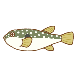 クサフグのフリーイラスト Clip art of grass puffer