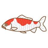 ニシキゴイのイラスト