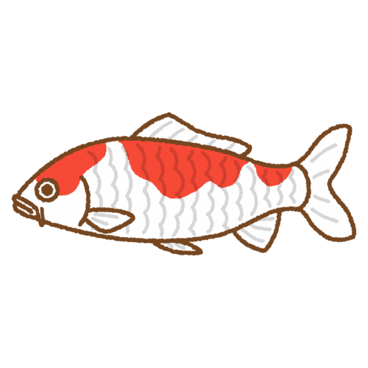 ニシキゴイのイラスト