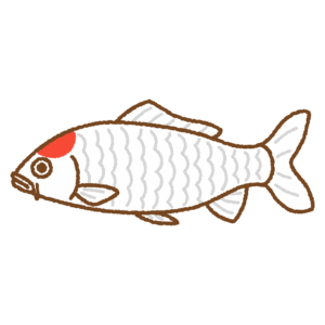 錦鯉のフリーイラスト Clip art of koi
