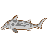 ゾウギンザメのフリーイラスト Clip art of australian-ghostshark