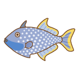 ブルースロートモンガラカワハギのフリーイラスト Clip art of bluethroat-triggerfish