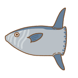 クサビフグのフリーイラスト Clip art of slender-sunfish