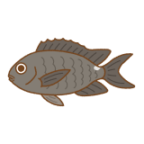 スズメダイのフリーイラスト Clip art of pearl-spot-chromis