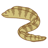 ウツボのフリーイラスト Clip art of moray-eel