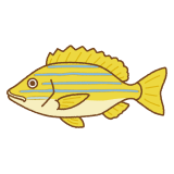 ヨスジフエダイのフリーイラスト Clip art of bluestripe-snapper