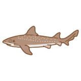 ホシザメのイラスト