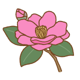 サザンカのフリーイラスト Clip art of sasanqua camellia