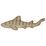 ドチザメのフリーイラスト Clip art of banded-houndshark