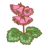 イワカガミのフリーイラスト Clip art of iwakagaim