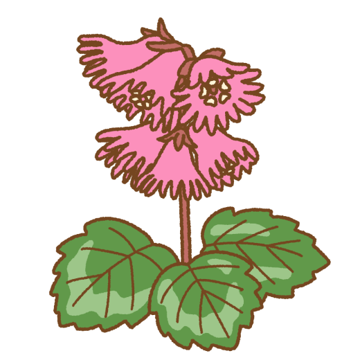 イワカガミのイラスト