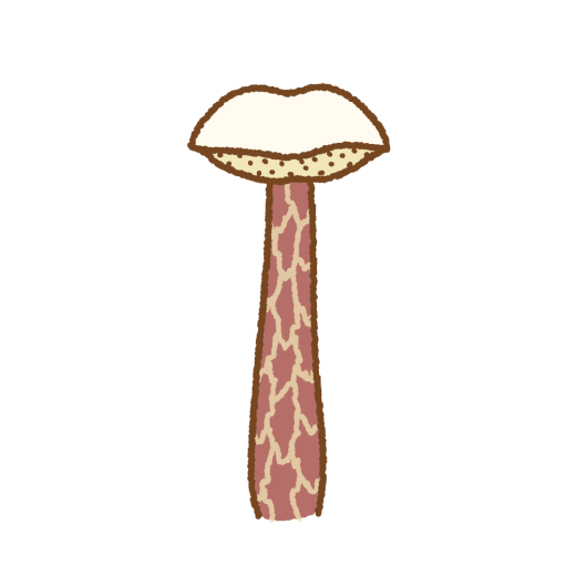 セイタカイグチのイラスト