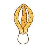 サンコタケのフリーイラスト Clip art of stinky squid