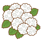 オオデマリのイラスト