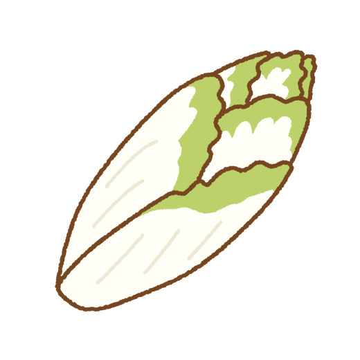 チコリーのイラスト