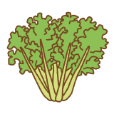 エンダイブのイラスト