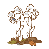 ギンリョウソウのイラスト