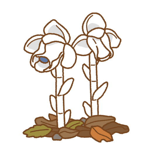 ギンリョウソウのイラスト