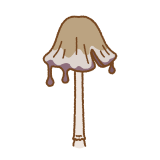 ヒトヨタケのイラスト
