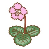 イワウチワのイラスト