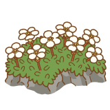 イワウメのイラスト